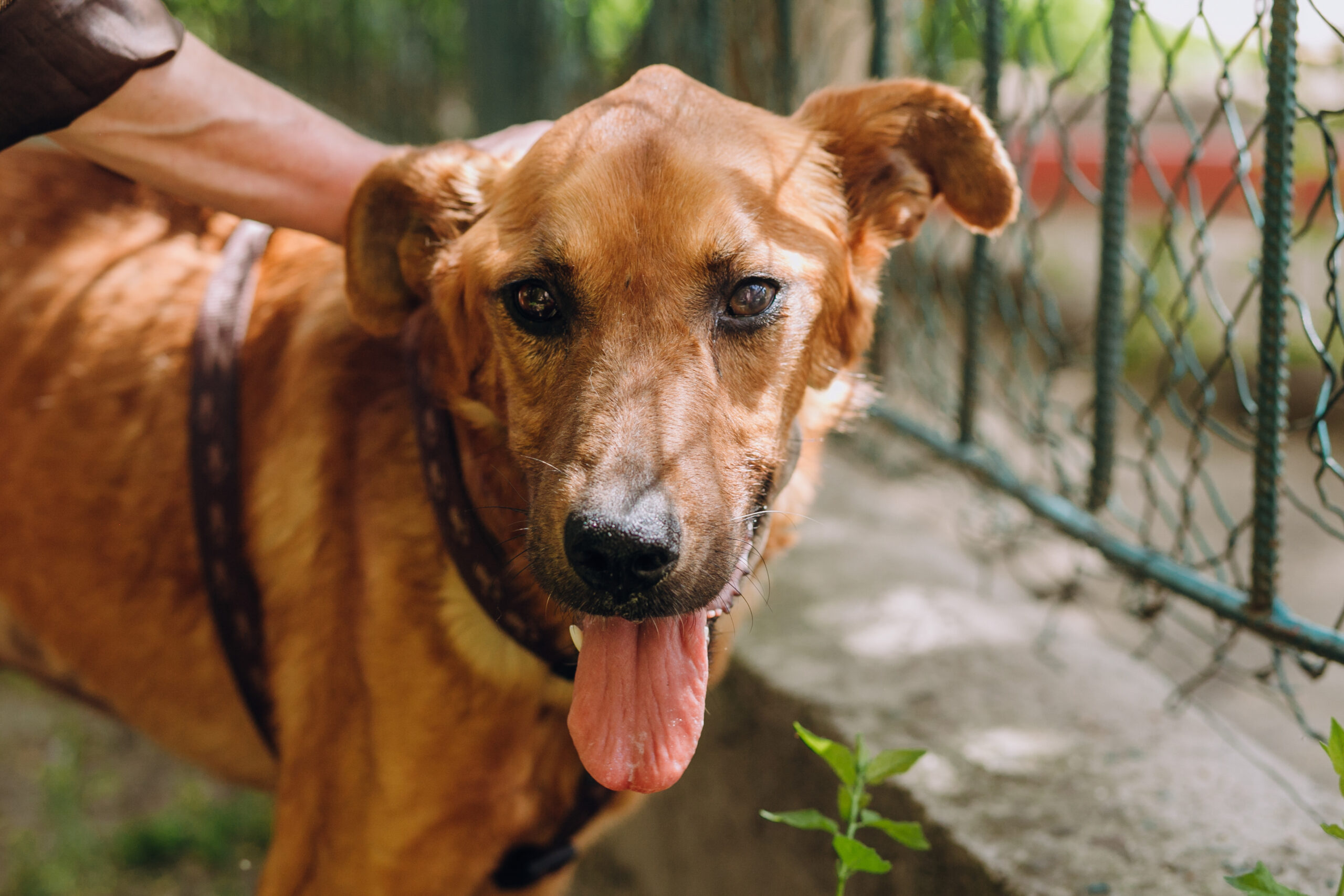 cute brown old dog standing in city street. scared sweet doggy with sad eyes, waiting outdoors. homeless dog looking for home. adoption concept.