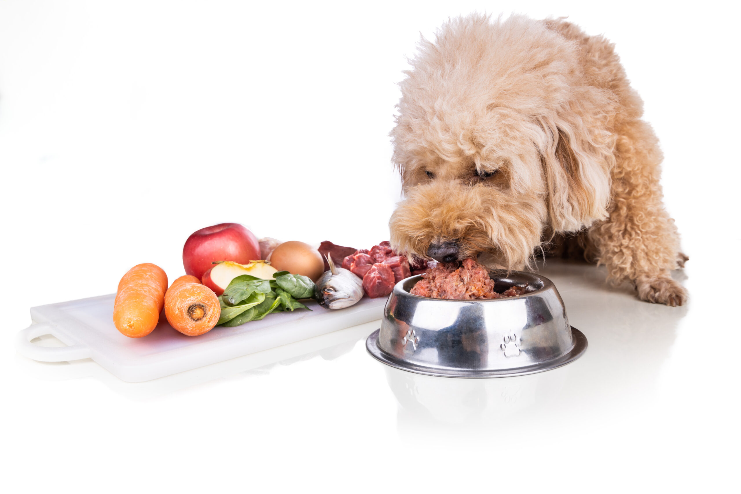 Obedient healthy dog feeding on barf raw meat diet on white background